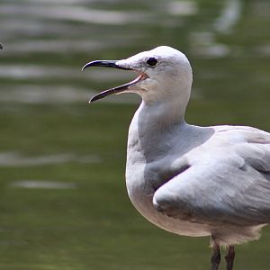 Grey Gull (Leucophaeus modestus)