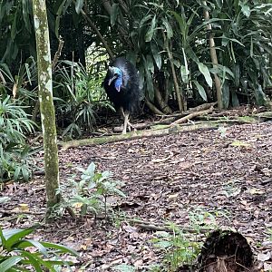 Southern Cassowary (Casuarius casuarius)