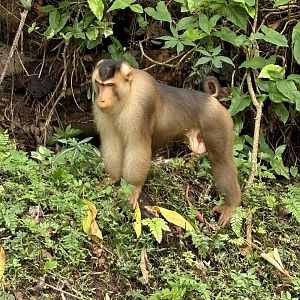 Pig-tailed Macaque - wild
