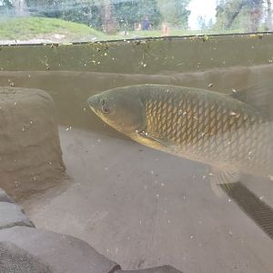 Fish ID - Grass carp?