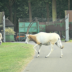 'Why did the oryx cross the road?' - Woburn 2024