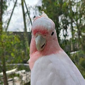 Major Mitchell's Cockatoo
