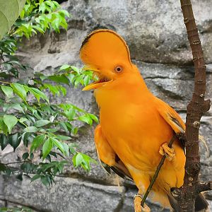 Guianan Cock-of-the-Rock