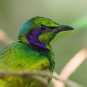 Emerald Starling (Lamprotornis Iris)