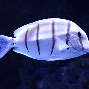 Convict surgeonfish - Acanthurus triostegus