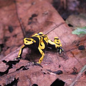Dendrobates leucomelas