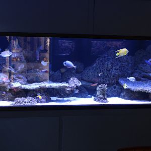 Reeffish tank