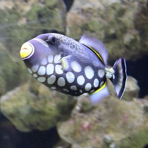 Clown triggerfish - Balistoides conspicillum