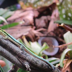Yellow-headed day gecko - Phelsuma klemmeri