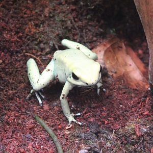 Phyllobates terribilis