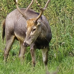Père David's deer