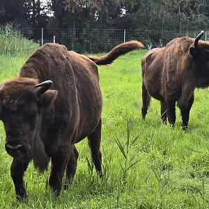 European bison