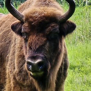European bison