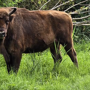 European bison