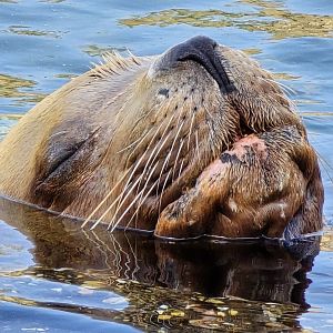 Steller's sealion