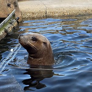 Steller's sealion