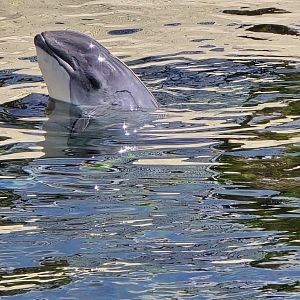 Common porpoise