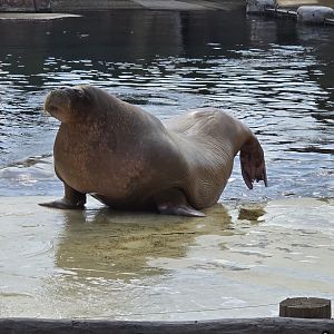 Pacific walrus