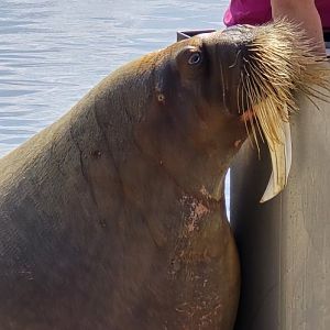 Pacific walrus