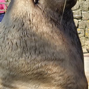 Steller's sealion