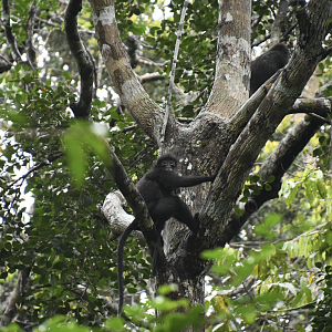 Raffles' banded langur (Presbytis femoralis)