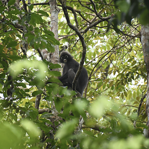 Dusky leaf monkey (Trachypithecus obscurus)