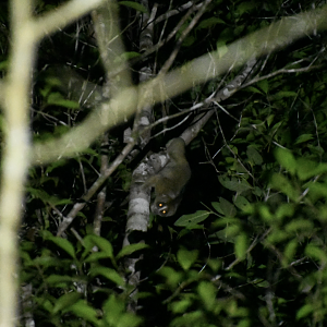 Sunda slow loris (Nycticebus coucang)