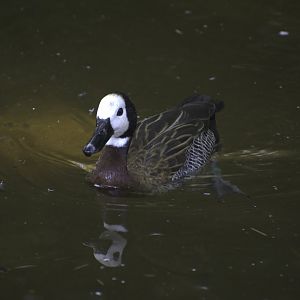 White-faced Whistling Duck
