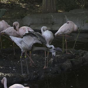 Lesser Flamingo