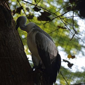 White-backed Vulture