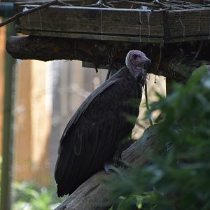 Hooded Vulture
