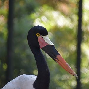 Saddlebilled Stork
