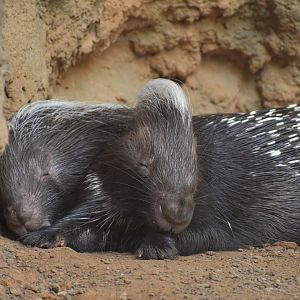 Cape Porcupine Snuggles