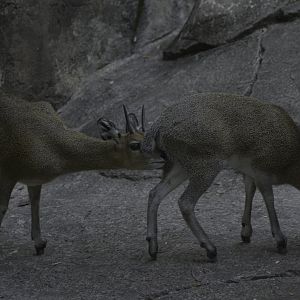 Klipspringer Meet Up