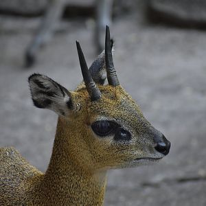 Klipspringer