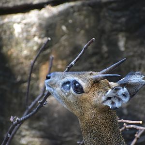 Klipspringer Enrichment