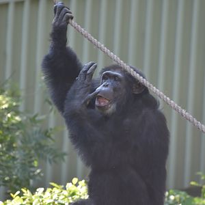 Chimpanzee