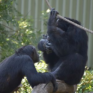 Chimpanzee Socializing
