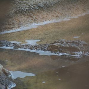 Nile Crocodile