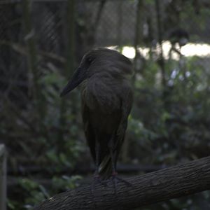Hammerkop