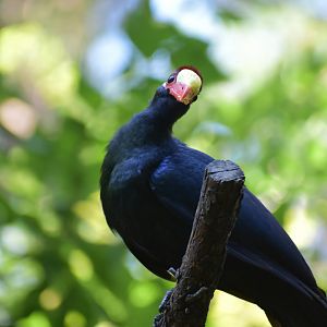 Violet Turaco