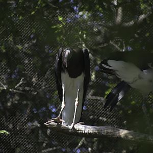Abdmin's Stork