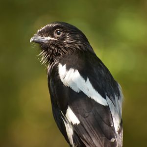 Magpie Shrike