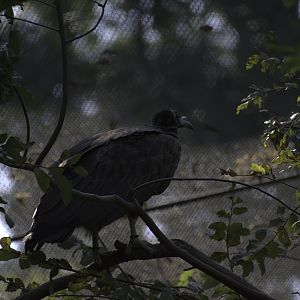 Hooded Vulture