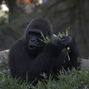 Gorilla Munchin' Time