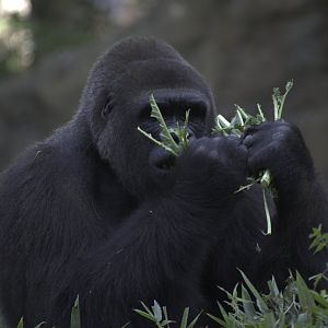 Gorilla Lunch
