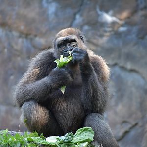 Western Lowland Gorilla