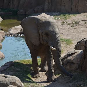 African Bush Elephant