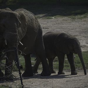 African Bush Elephant and Calf