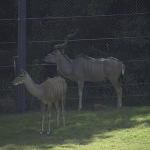 Greater Kudu